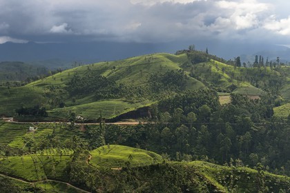 Sri Lanka, Province du Centre, trajet en train dans la région montagneuse de la culture du thé entre Hatton et Badulla, ici entre Great Western et Raddalla, plantation de thé