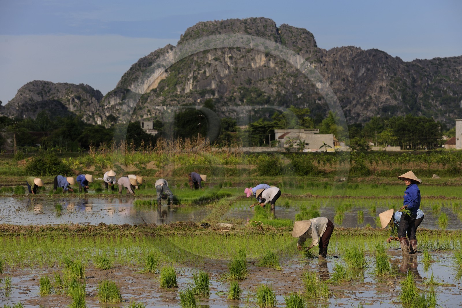 Vietnam, province de Ninh Binh, région surnommée la baie d'Halong terrestre, repiquage du riz dans une rizière