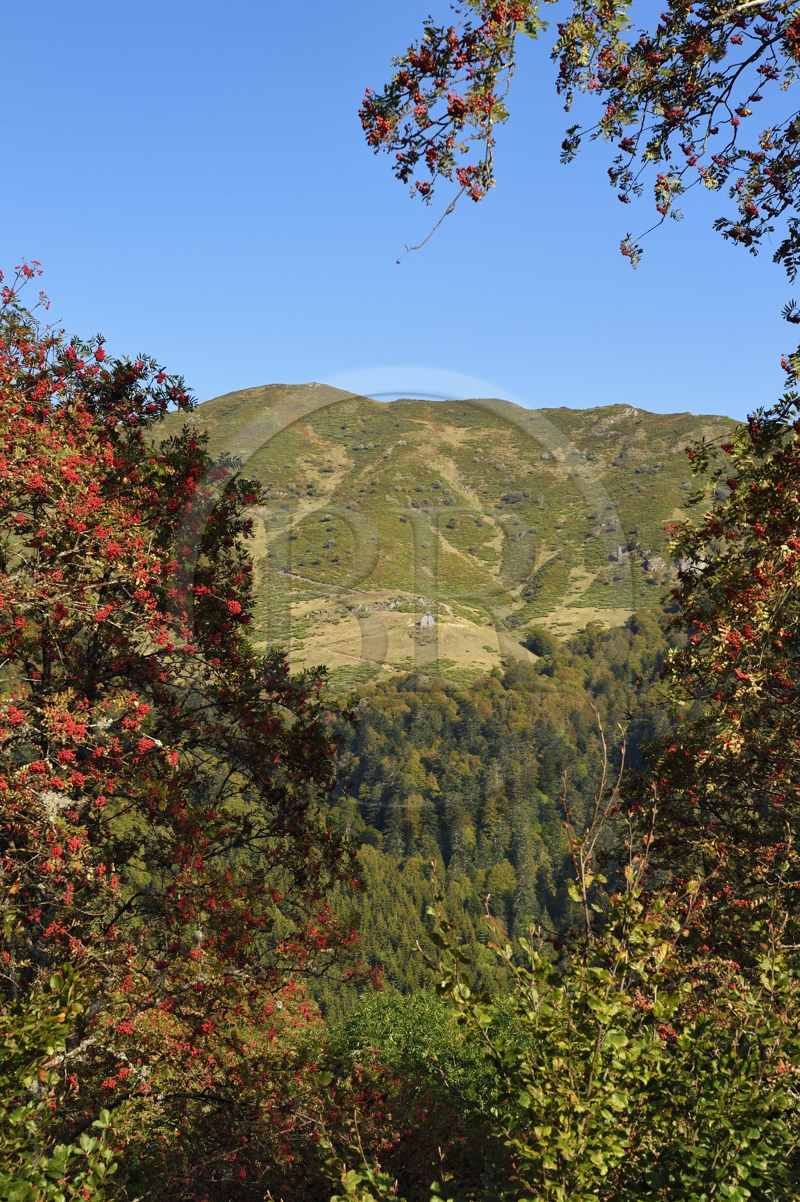 France, Cantal (15), Parc Naturel Régional des Volcans d'Auvergne, Le Lioran, le refuge du Buron de Meije Costes sur la montagne du Téton de Venus dominant la vallée de l'Alagnon, l'arbre sorbier des oiseleurs (Sorbus aucuparia) en premier plan