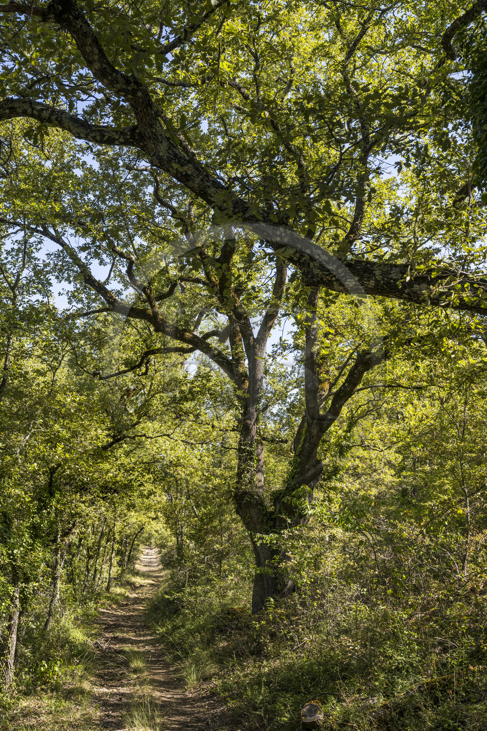 France, Var (83), Provence Verte, Bras, Académie du Bain de Forêt Provençale, forêt du domaine Le Peyrourier - une campagne en Provence