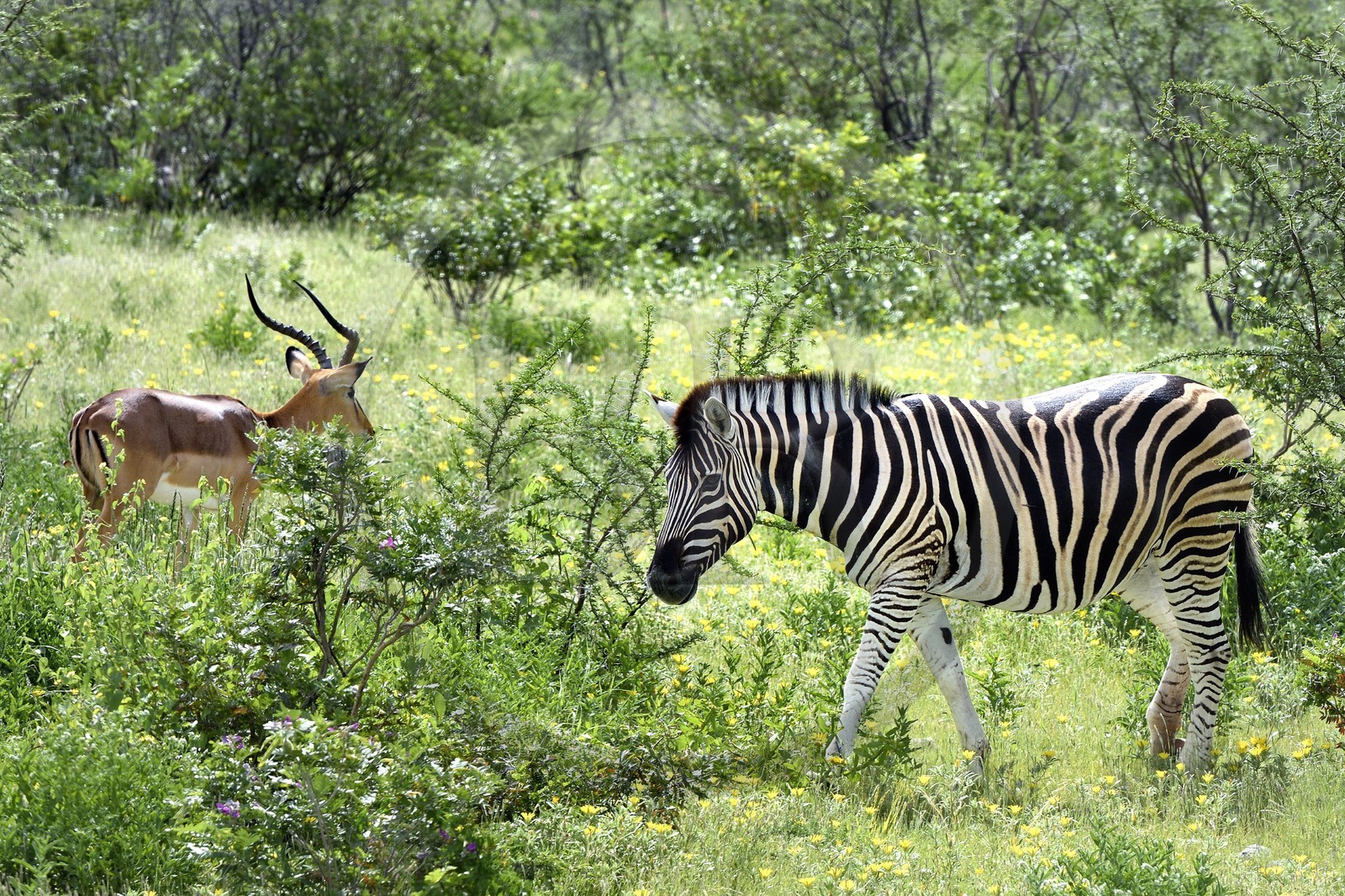 Namibie, région de Oshikoto, Parc National d'Etosha, zèbre de Burchell (Equus burchellii) et impala à face noire mâle (Aepyceros melampus petersi)