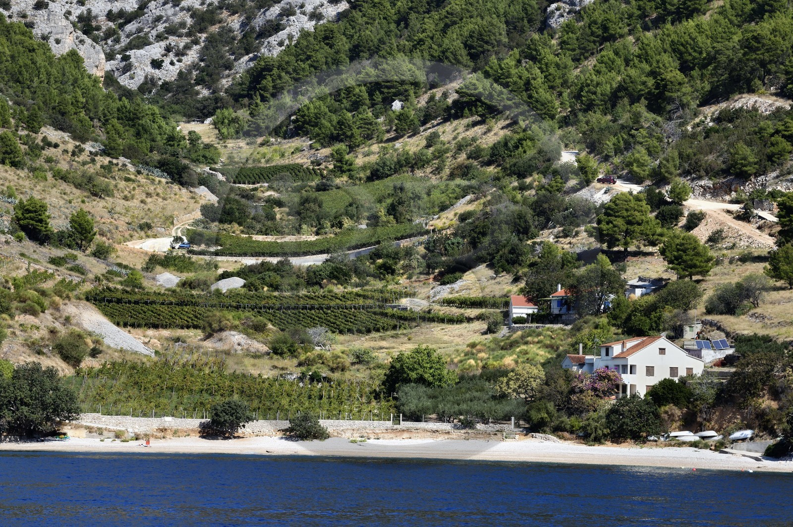 Croatie, Dalmatie, cote dalmate, cote sud de l'Ile de Brac, village de Zlatni Rat, vignoble