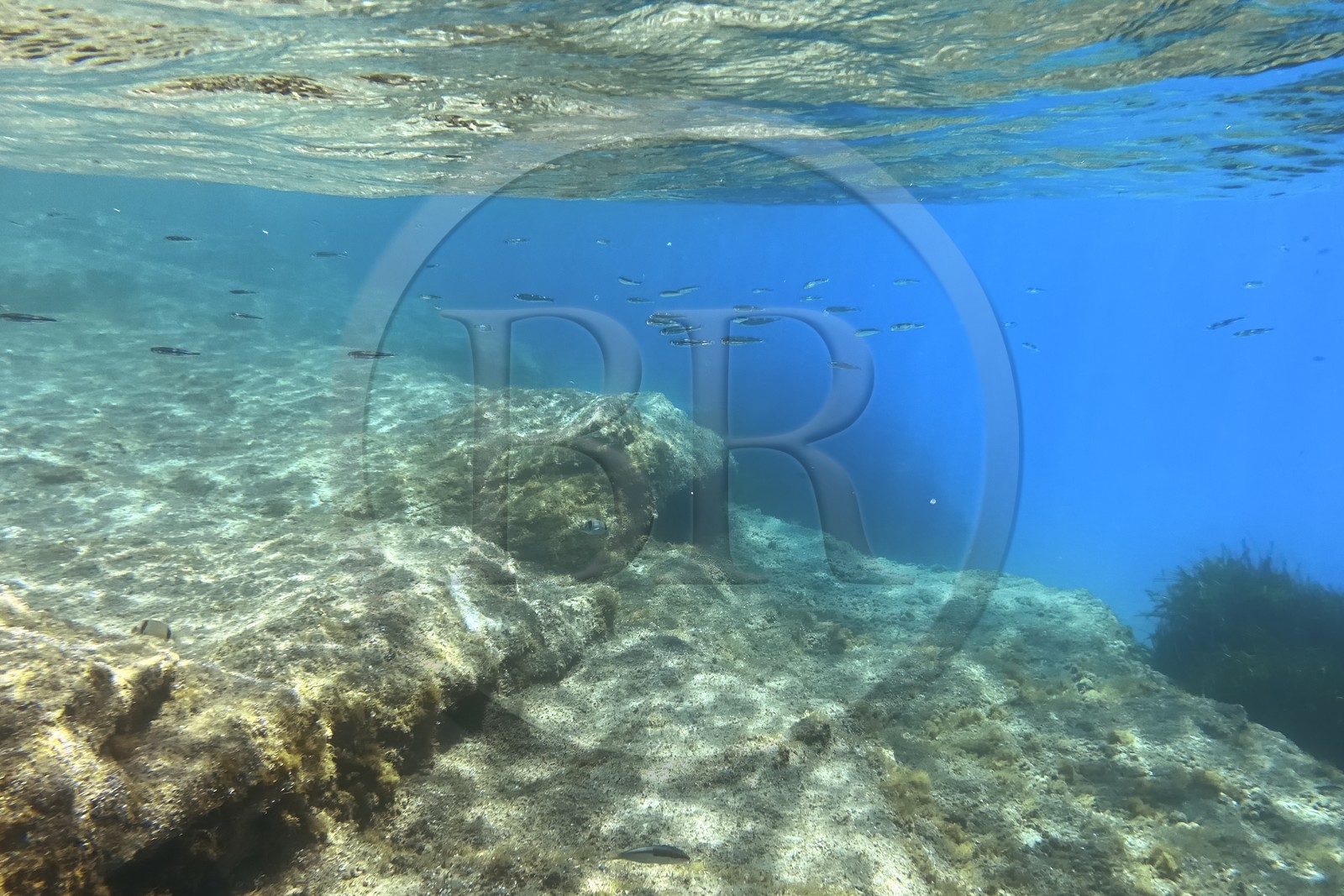 France, Var, Le Rayol Canadel sur Mer, Domaine du Rayol, Jardin des Mediterranees, Conservatoire du Littoral Estate compulsory mention, the marine path rocky bottoms