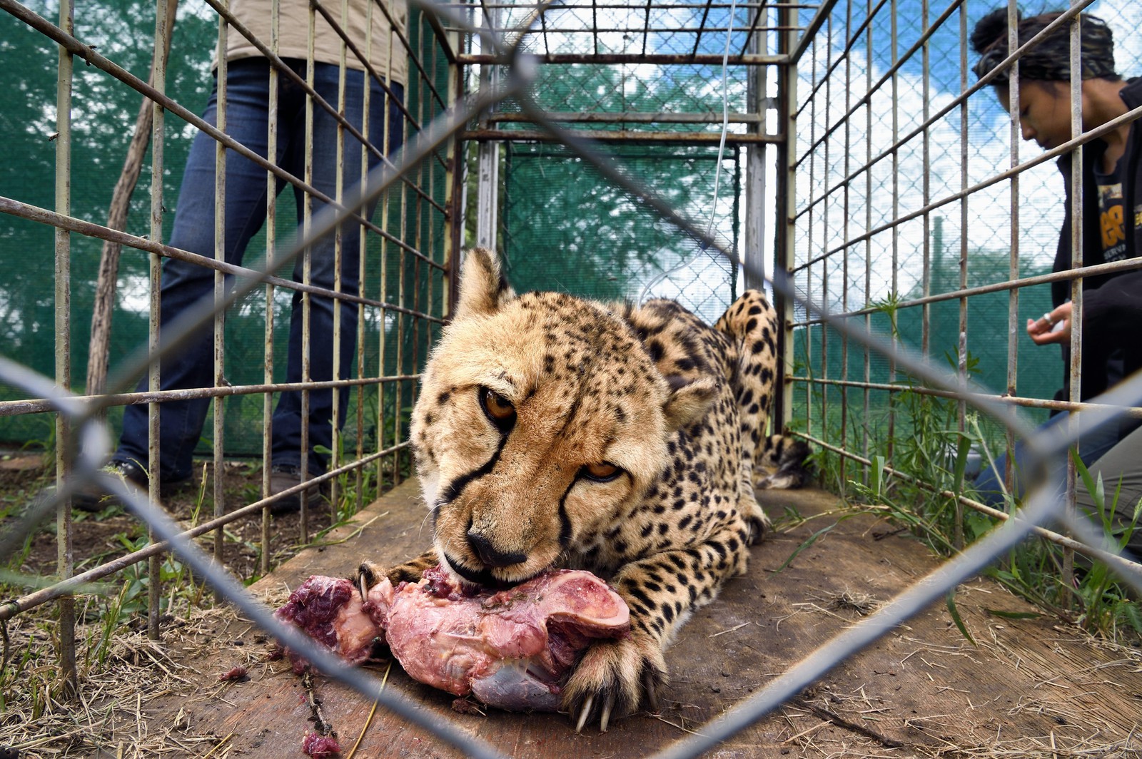 Namibia, Otjiwarongo, Cheetah Conservation Fund, research and education centre, administration 3 times a week of subcutaneous fluids to the cheetah (Acinonyx jubatus) called Mendel with chronic renal failure and the veterinarian Emma Alfonso in the background