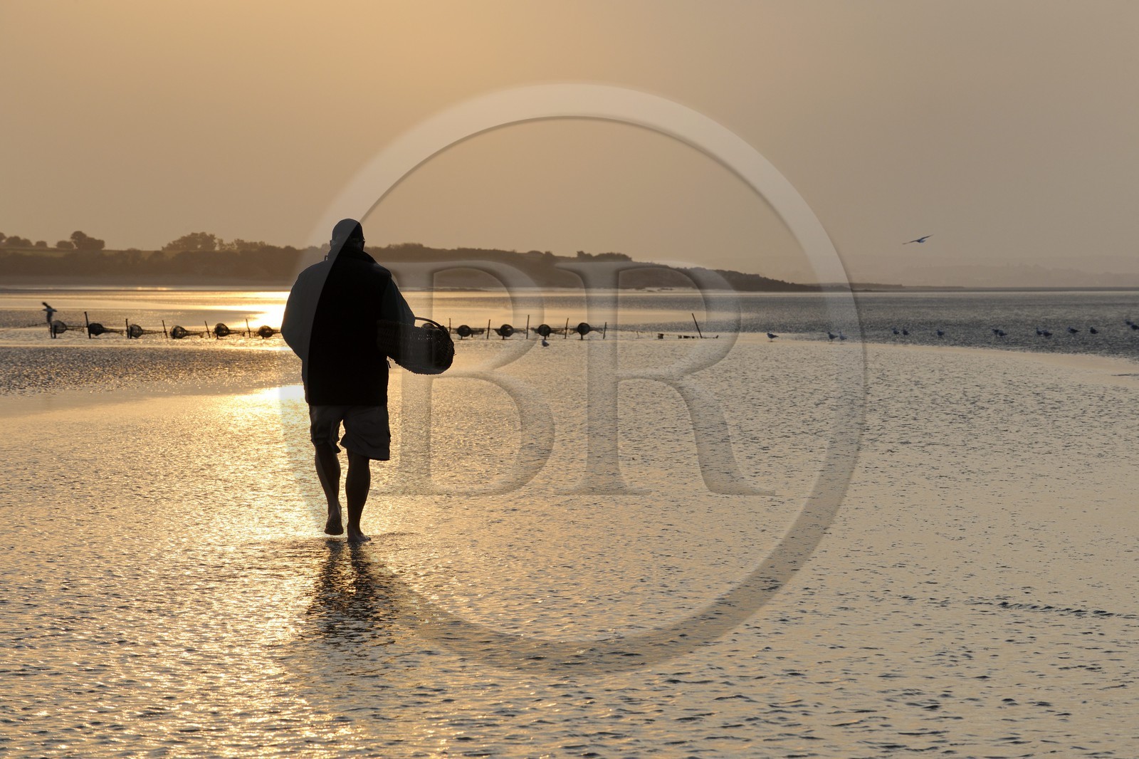France, Manche (50), Baie du Mont-Saint-Michel, le pêcheur de grève Guy Jugan relevant ses filets de crevettes grises à l'aube