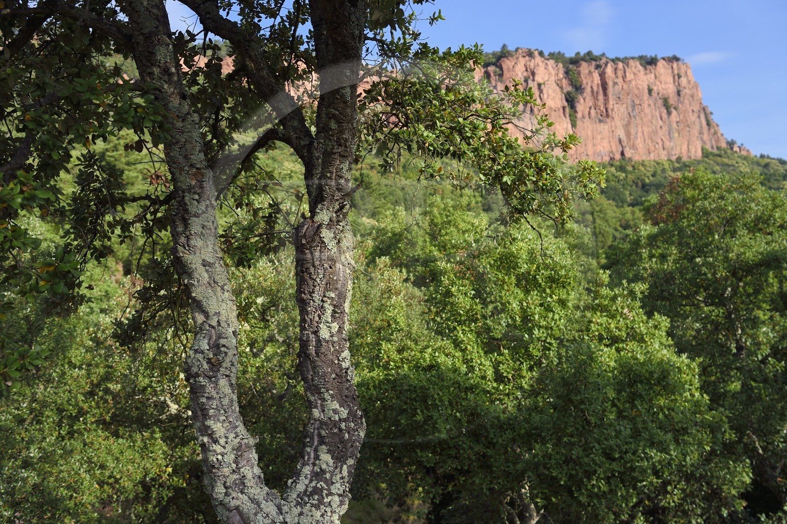 France, Var (83), entre Bagnols-en-Forêt et Roquebrune-sur-Argens, les Gorges du Blavet, jeune chene liège