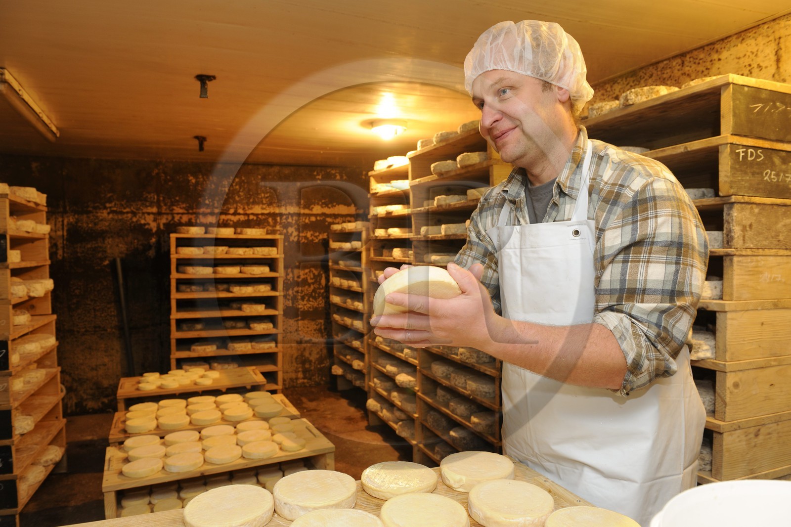 France, Haut-Rhin (68), la route des Crêtes, ferme auberge marcaire du Grand Hêtre, Jean-Mathieu Spenlé dans la cave pour surveiller la période de maturation et d’affinage du fromage munster