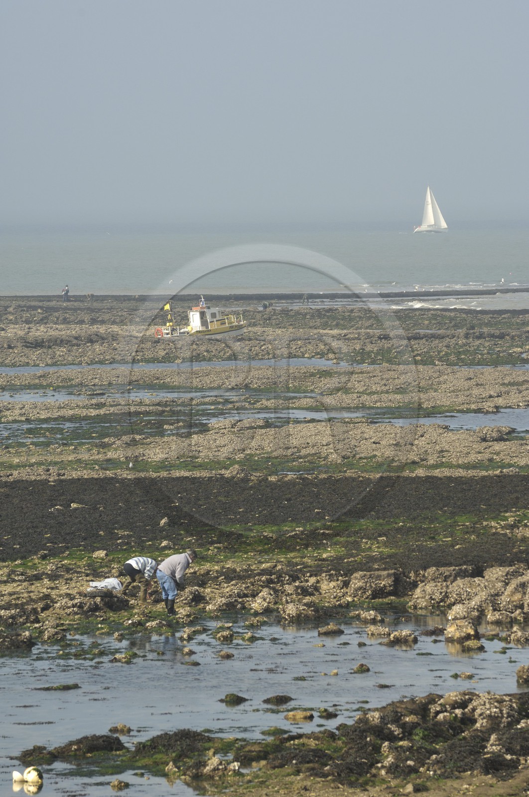 France, Charente-Maritime (17), Ile d'Aix, rade des Basques, pêche à pied à marée basse