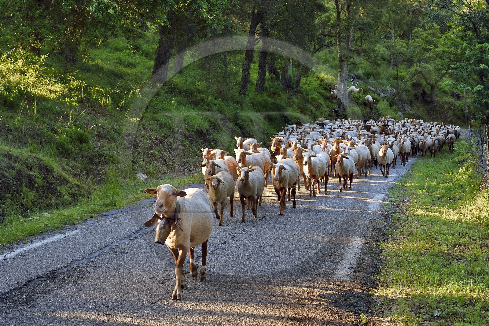 France, Var (83), Massif des Maures, Collobrières, troupeau de moutons sur la route
