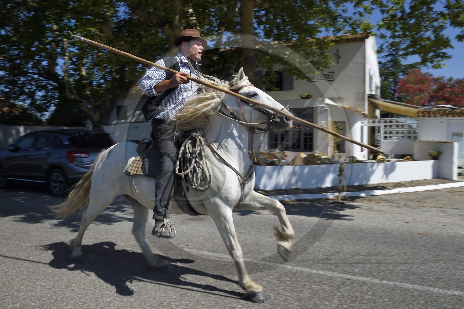 France, Bouches-du-Rhône (13), Parc naturel régional de Camargue, La Régie de Frigoulès, ferrade, gardian armé d'un trident sur son cheval camarguais au galop