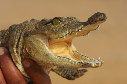 Egypt, Upper Egypt, Lake Nasser, Amada Temples site, young Nile crocodile