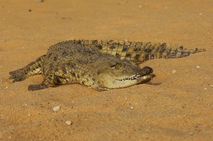Egypt, Upper Egypt, Lake Nasser, Amada Temples site, young Nile crocodile