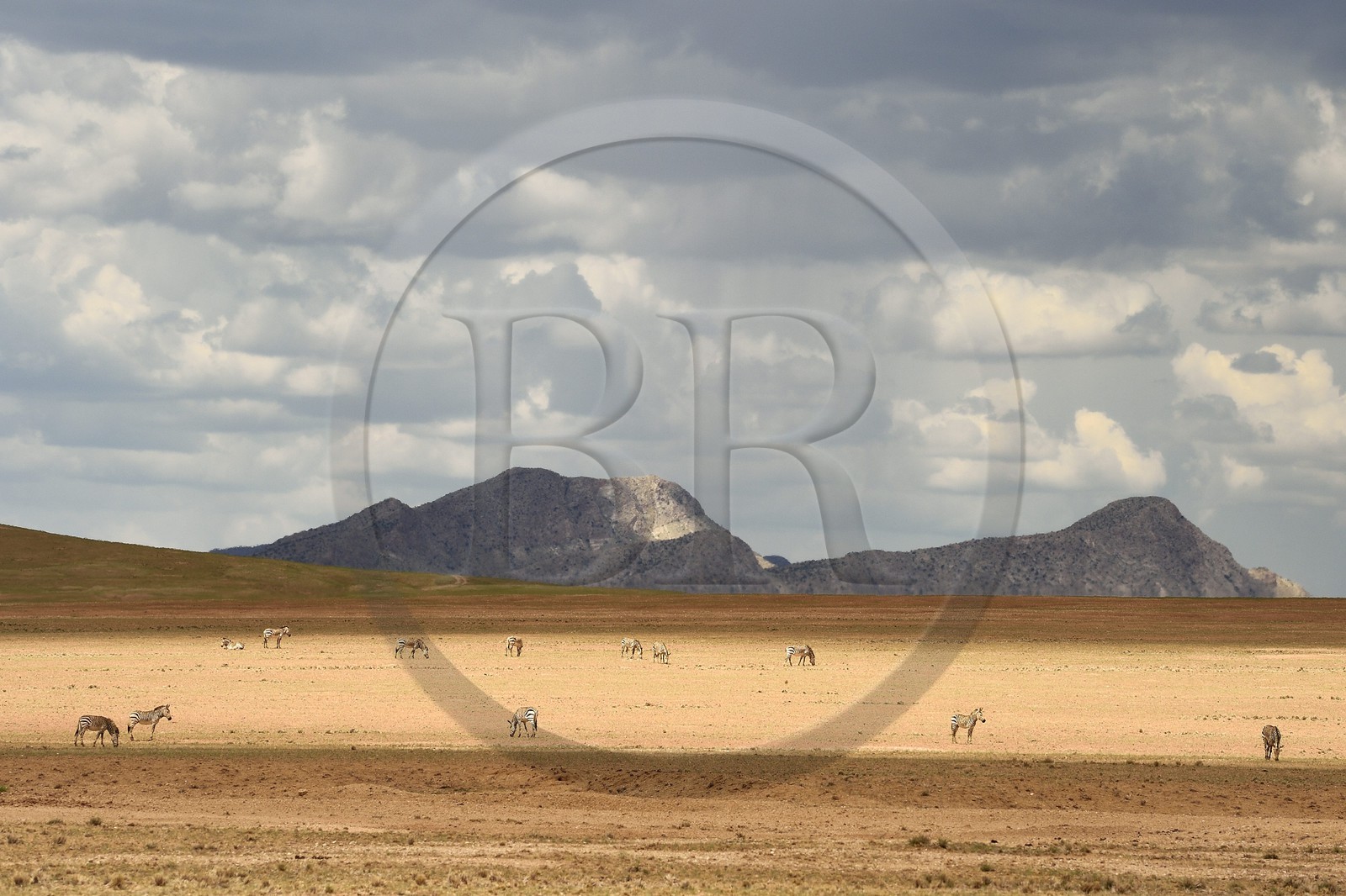 Namibia, Khomas region, Namib Desert next to the Gamsberg Nature Reserve on the West and the Namib Naukluft National Park on the East, Hartmann's mountain zebras (Equus zebra hartmannae) a subspecies of the mountain zebra