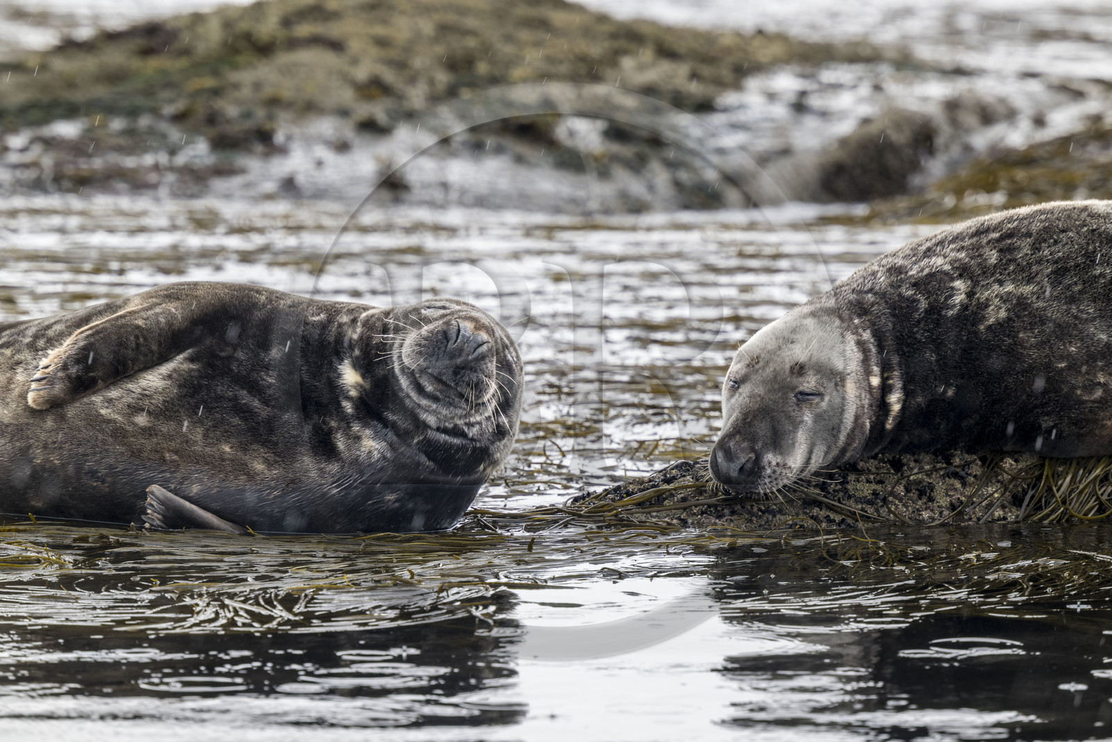 France, Finistère (29), Penmarch, archipel des Étocs, phoque gris (halichoerus grypus)