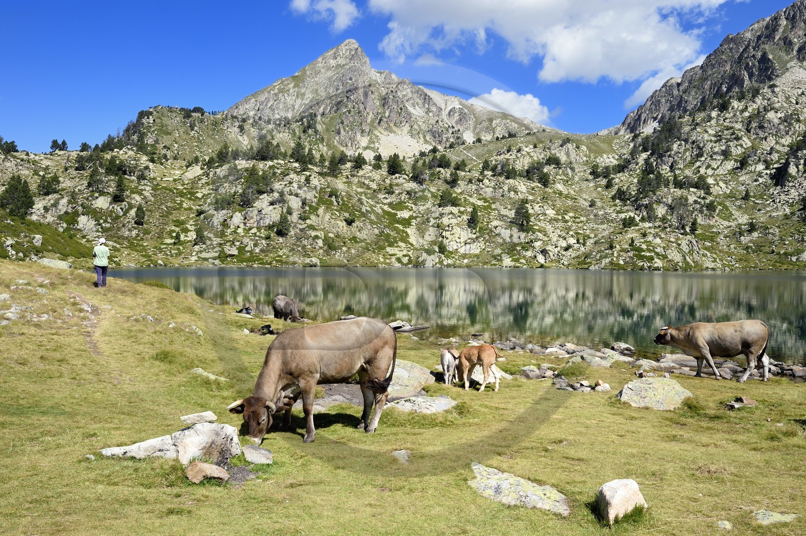 France, Hautes Pyrenees, Saint Lary Soulan and Vielle-Aure, hike on a variant of the GR10 between the Portet pass and the Bastan lakes on the edge of the Neouvielle nature reserve, herd of cows in the summer mountain pasture at the upper Bastan lake and the Pic de Bastan in the background
